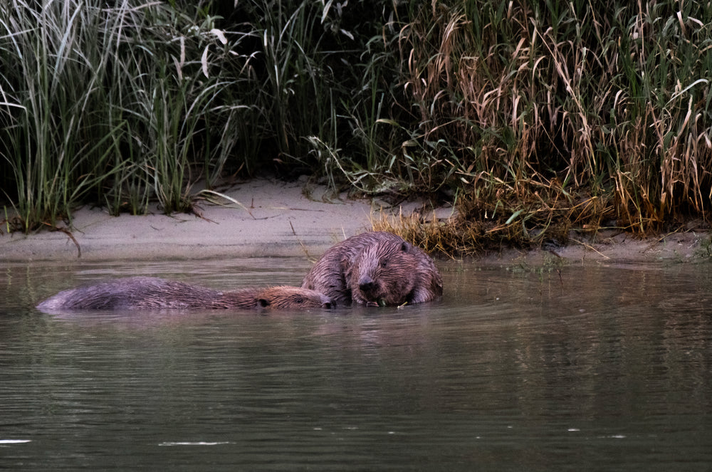 Two beavers in the water beside a reed-lined riverbank